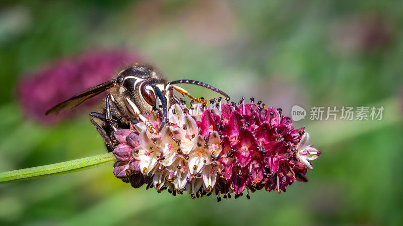 秃脸大黄蜂在窄叶燃烧，(Dolichovespula maculata)， (Sanguisorba tenuifolia)，白色斑点黄蜂在薄叶Sanguisorba。